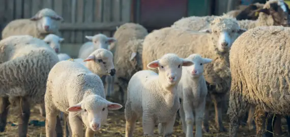 Foto Centre temporare de sacrificare a mieilor, doar în Balş şi Osica de Sus
