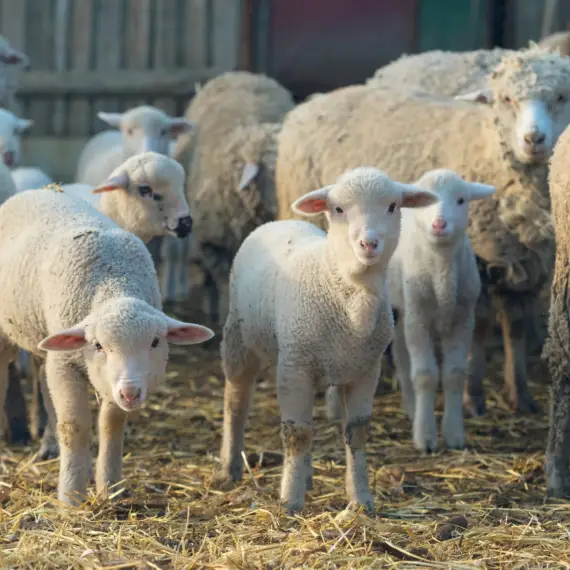 Foto Centre temporare de sacrificare a mieilor, doar în Balş şi Osica de Sus