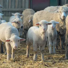 Foto Centre temporare de sacrificare a mieilor, doar în Balş şi Osica de Sus