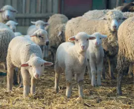 Foto Centre temporare de sacrificare a mieilor, doar în Balş şi Osica de Sus