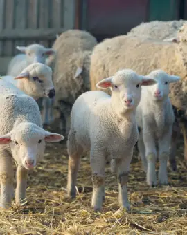 Foto Centre temporare de sacrificare a mieilor, doar în Balş şi Osica de Sus