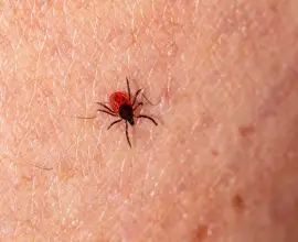 Foto 13 persoane au ajuns la spitalele din Slatina şi Caracal cu înțepături de căpușe