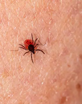 Foto 13 persoane au ajuns la spitalele din Slatina şi Caracal cu înțepături de căpușe