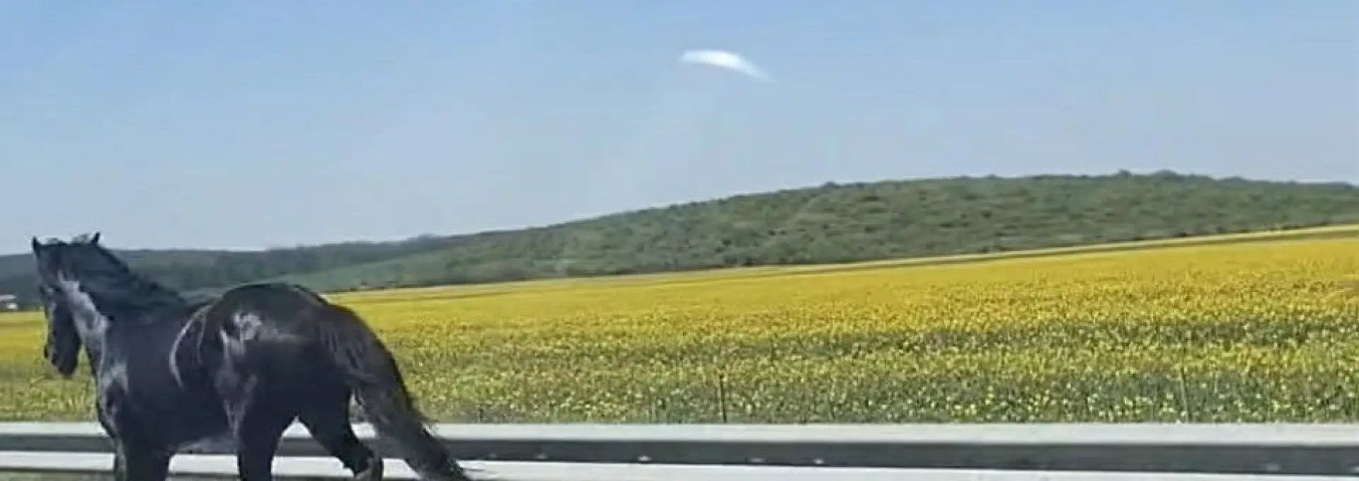 Foto Neglijență sancționată: doi bărbați amendați după ce caii lor au ajuns pe DEx12