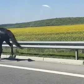 Foto Neglijență sancționată: doi bărbați amendați după ce caii lor au ajuns pe DEx12