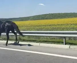 Foto Neglijență sancționată: doi bărbați amendați după ce caii lor au ajuns pe DEx12