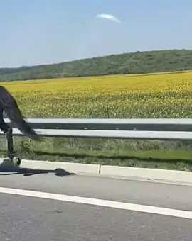 Foto Neglijență sancționată: doi bărbați amendați după ce caii lor au ajuns pe DEx12