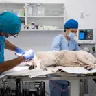 Foto Experiența și profesionalismul echipei PartnerVet în chirurgia de urgență veterinară 