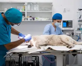 Foto Experiența și profesionalismul echipei PartnerVet în chirurgia de urgență veterinară 