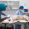 Foto Experiența și profesionalismul echipei PartnerVet în chirurgia de urgență veterinară 