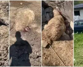Foto Dosar penal după ce zeci de oi au fost sfâșiate de câinii fără stăpân, la Slatina. Dezvoltare Urbană încasează milioane, dar nu face nimic (FOTO)