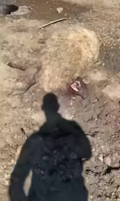 Foto Dosar penal după ce zeci de oi au fost sfâșiate de câinii fără stăpân, la Slatina. Dezvoltare Urbană încasează milioane, dar nu face nimic (FOTO)