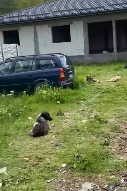 Foto Dosar penal după ce zeci de oi au fost sfâșiate de câinii fără stăpân, la Slatina. Dezvoltare Urbană încasează milioane, dar nu face nimic (FOTO)