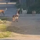 Foto IMAGINI VIDEO cu haita de câini care a ucis zeci de oi, la Slatina