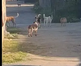 Foto IMAGINI VIDEO cu haita de câini care a ucis zeci de oi, la Slatina