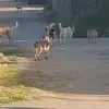Imagine IMAGINI VIDEO cu haita de câini care a ucis zeci de oi, la Slatina