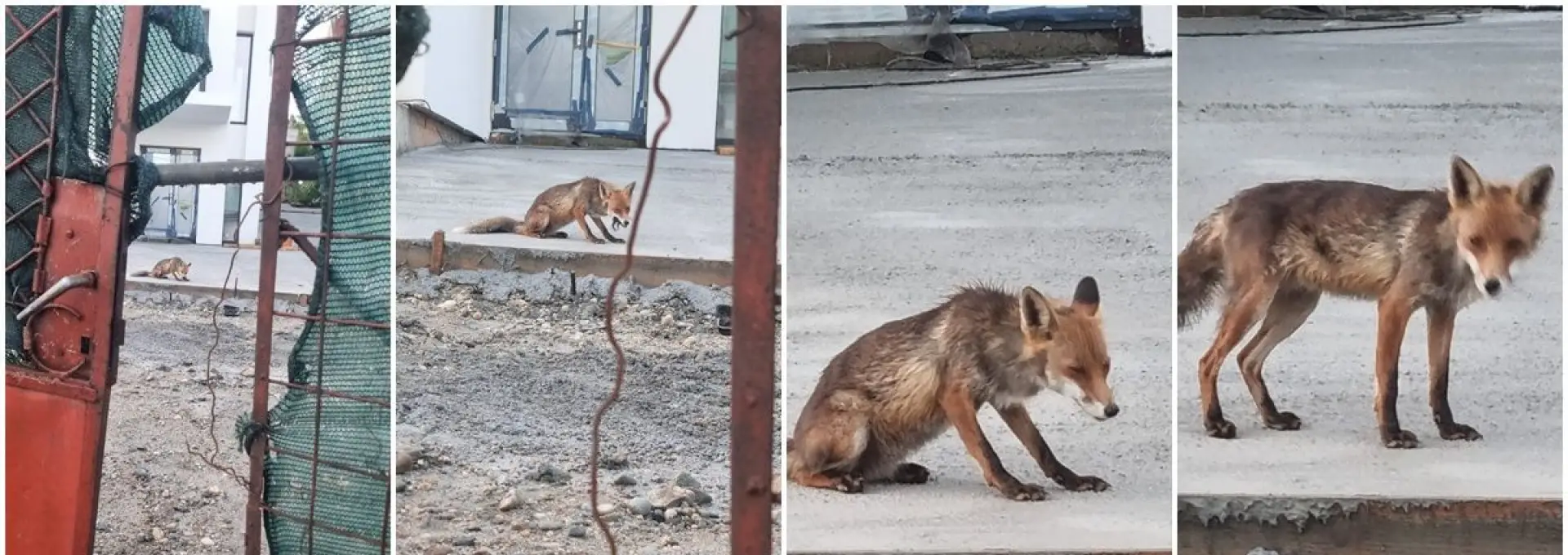 Foto Noi imagini cu o vulpe în Slatina: Animalul sălbatic îşi savurează prada în apropierea sediului Primăriei