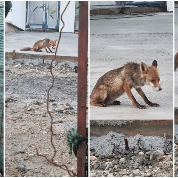 Foto Noi imagini cu o vulpe în Slatina: Animalul sălbatic îşi savurează prada în apropierea sediului Primăriei