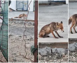 Foto Noi imagini cu o vulpe în Slatina: Animalul sălbatic îşi savurează prada în apropierea sediului Primăriei