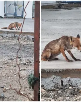 Foto Noi imagini cu o vulpe în Slatina: Animalul sălbatic îşi savurează prada în apropierea sediului Primăriei