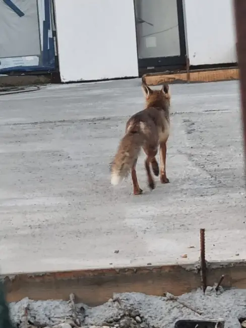 Foto Noi imagini cu o vulpe în Slatina: Animalul sălbatic îşi savurează prada în apropierea sediului Primăriei