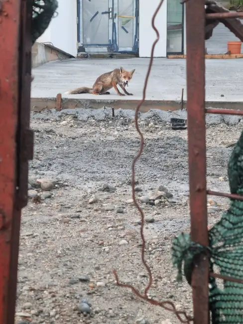 Foto Noi imagini cu o vulpe în Slatina: Animalul sălbatic îşi savurează prada în apropierea sediului Primăriei
