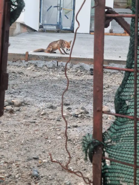 Foto Noi imagini cu o vulpe în Slatina: Animalul sălbatic îşi savurează prada în apropierea sediului Primăriei
