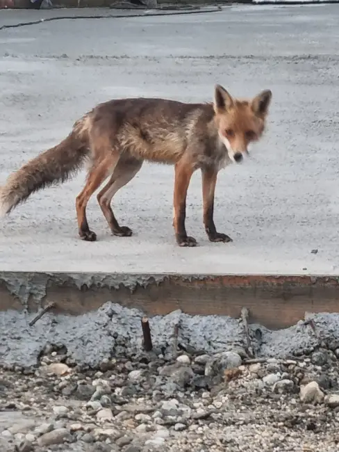 Foto Noi imagini cu o vulpe în Slatina: Animalul sălbatic îşi savurează prada în apropierea sediului Primăriei