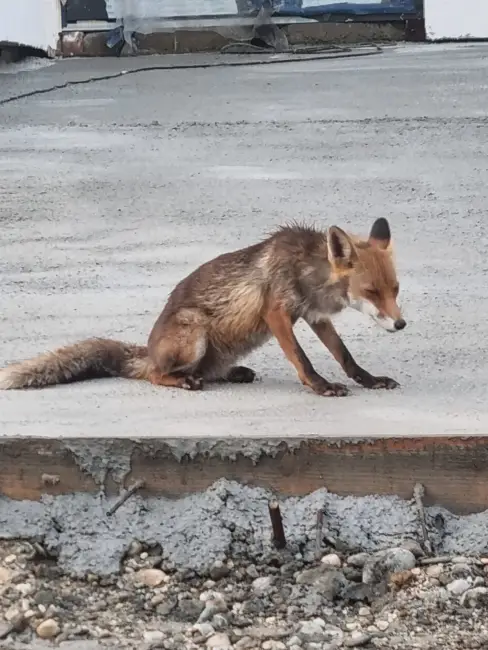 Foto Noi imagini cu o vulpe în Slatina: Animalul sălbatic îşi savurează prada în apropierea sediului Primăriei