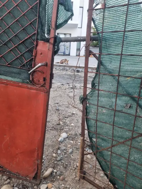Foto Noi imagini cu o vulpe în Slatina: Animalul sălbatic îşi savurează prada în apropierea sediului Primăriei
