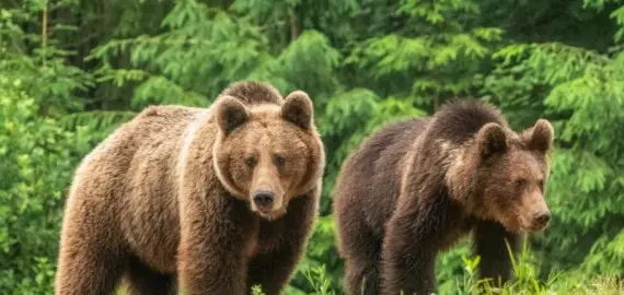Foto Prezența urșilor semnalată în mai multe localităţi din nordul judeţului Olt