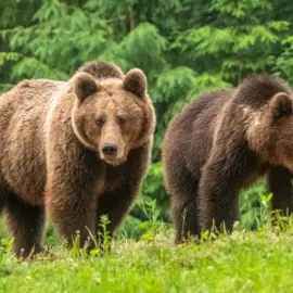 Foto Prezența urșilor semnalată în mai multe localităţi din nordul judeţului Olt