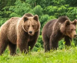 Foto Prezența urșilor semnalată în mai multe localităţi din nordul judeţului Olt