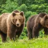 Foto Prezența urșilor semnalată în mai multe localităţi din nordul judeţului Olt