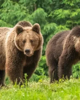 Foto Prezența urșilor semnalată în mai multe localităţi din nordul judeţului Olt