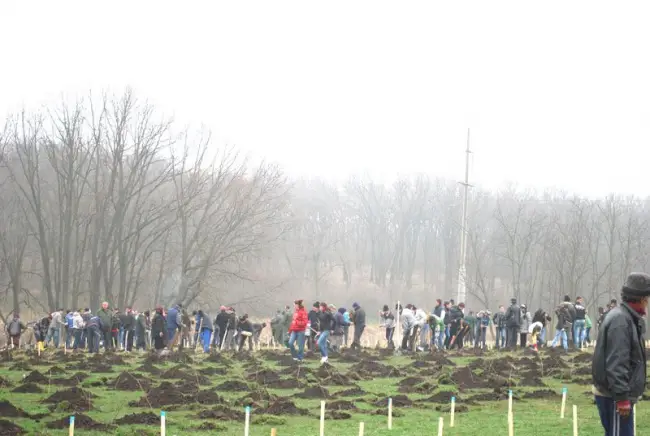 Foto Campanie de împădurire impresionantă, la Vlădila 