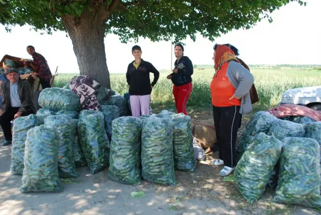 Foto Legumicultorii olteni, ameninţaţi de faliment, după isteria castraveţilor infestaţi