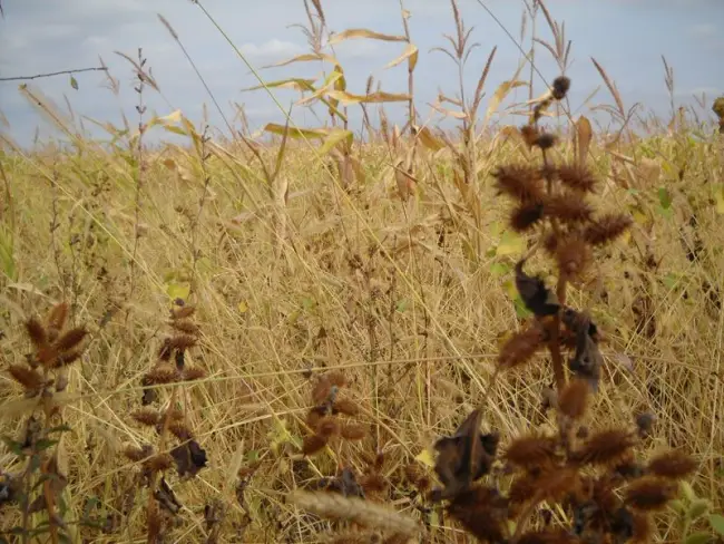 Foto Marconf Piatra-Olt, ilegalităţi cu terenuri arendate