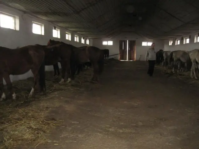 Foto Caii de rasă de la Herghelia Slatina trag sania lui Moş Crăciun