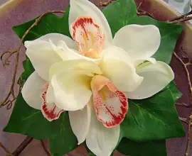 Foto Vampiri energetici. Ce plante îţi fac bine şi de care trebuie să te fereşti