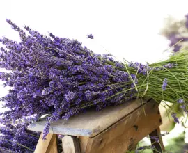 Foto Elixirul tinereţii pielii: lavanda 