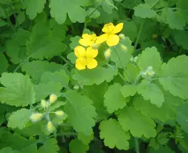 Foto Rostopasca - Vindecă  hepatita şi pancreatita,  reduce colesterolul