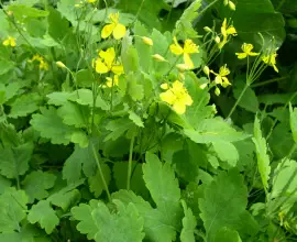 Foto Neplăcerile verii: bătăturile. Cum scăpăm de ele?