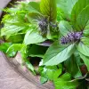 Imagine Soluţii anti-insecte. Cum scăpăm de muşte şi ţânţari pe timp de vară?