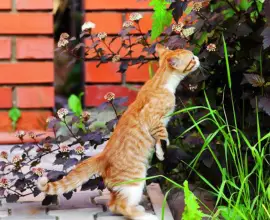 Foto Plante toxice pentru animalele de companie