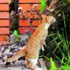 Imagine Plante toxice pentru animalele de companie