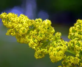 Foto Floarea Sfântului Ioan, panaceu în tratamentele naturiste