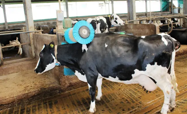 Foto FOTO. Fermierul din Olt care dă lapte gigantului Danone. Investiţie de peste 1,6 milioane de euro, la Rusăneşti