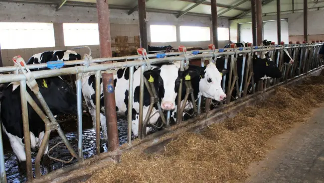Foto FOTO. Fermierul din Olt care dă lapte gigantului Danone. Investiţie de peste 1,6 milioane de euro, la Rusăneşti