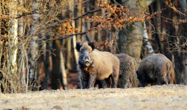 Foto Culturile din nordul judeţului, afectate de animalele sălbatice. Fermierii vor să alunge sălbăticiunile cu vuvuzele şi sticle cu pietre 